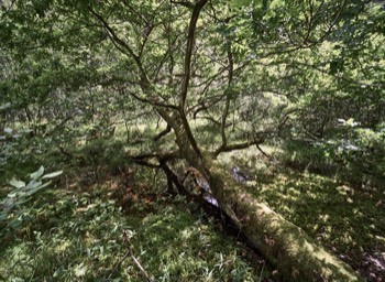  Torup Skog / Wet Woodland 