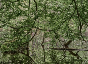  Torup Skog / Wet Woodland 