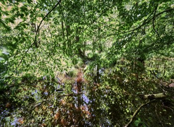  Torup Skog / Wet Woodland 