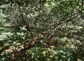  Torup Skog / Wet Woodland 