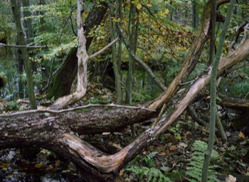  Torup Skog / Wet Woodland 