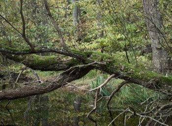  Torup Skog / Wet Woodland 