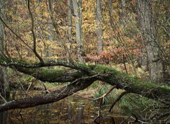  Torup Skog / Wet Woodland 