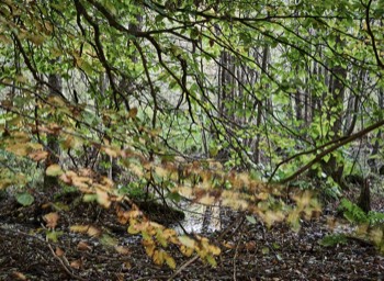  Torup Skog / Wet Woodland 