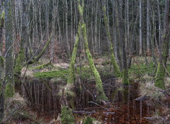  Torup Skog / Wet Woodland 