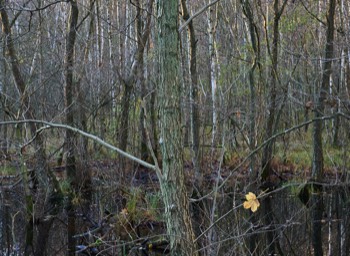  Torup Skog / Wet Woodland 