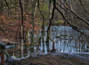  Torup Skog / Wet Woodland 