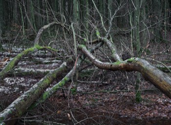  Torup Skog / Wet Woodland 