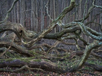  Torup Skog / Wet Woodland 