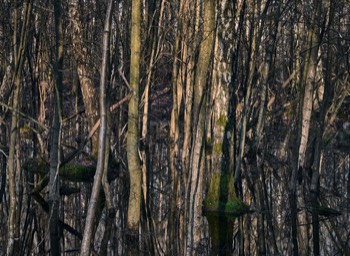  Torup Skog / Wet Woodland 