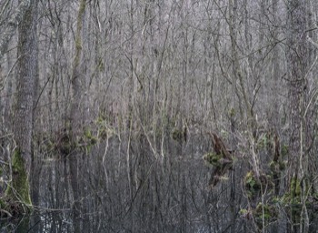  Torup Skog / Wet Woodland 