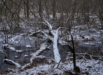  Torup Skog / Wet Woodland 