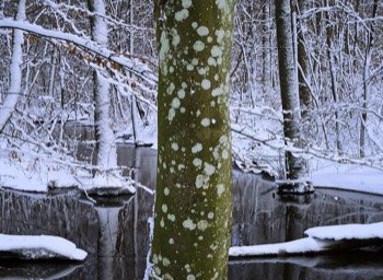  Torup Skog / Wet Woodland 