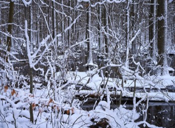  Torup Skog / Wet Woodland 