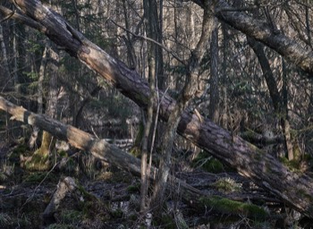  Torup Skog / Wet Woodland 